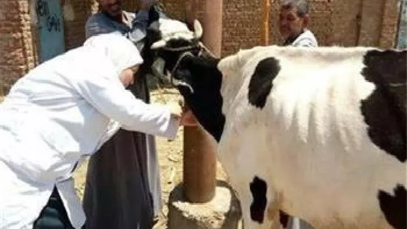 تحصين 120623 راس ماشية بالدقهلية ضمن الحملة القوميه الاولي