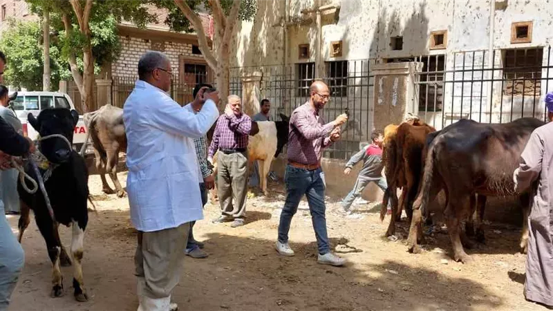 تقديم الخدمات البيطرية لـ 490 رأس ماشية بقافلة بقرية الحواصلية