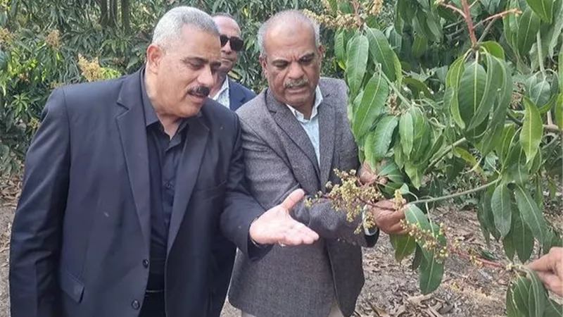 مدير زراعة الإسماعيلية يتفقد حقول المانجو ويؤكد:موسم مبشر بالخير