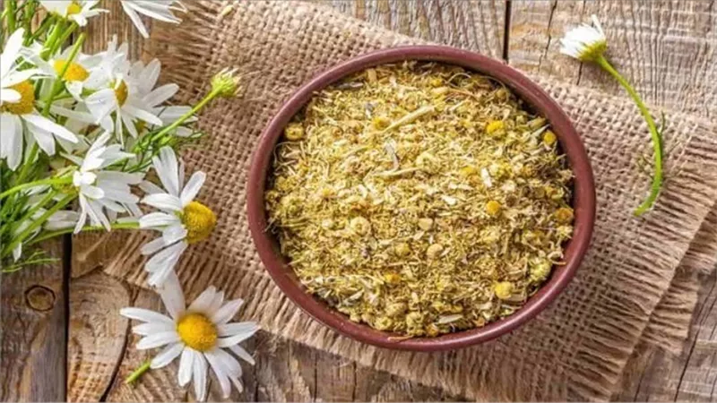 تقليل الحكة .. أبرز فوائد البابونج للشعر