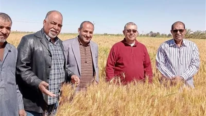 ذهب الوادى جاهز للحصاد بصوامع تستوعب آلاف الأطنان..