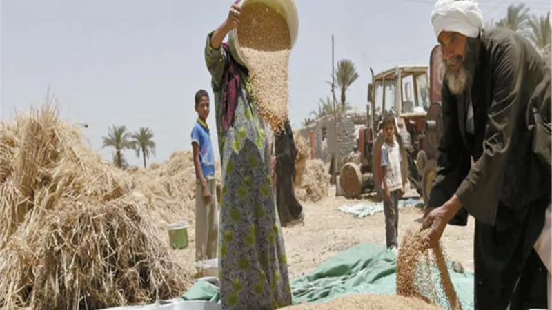 بدء موسم حصاد وتوريد القمح بالمحافظات.. غداً