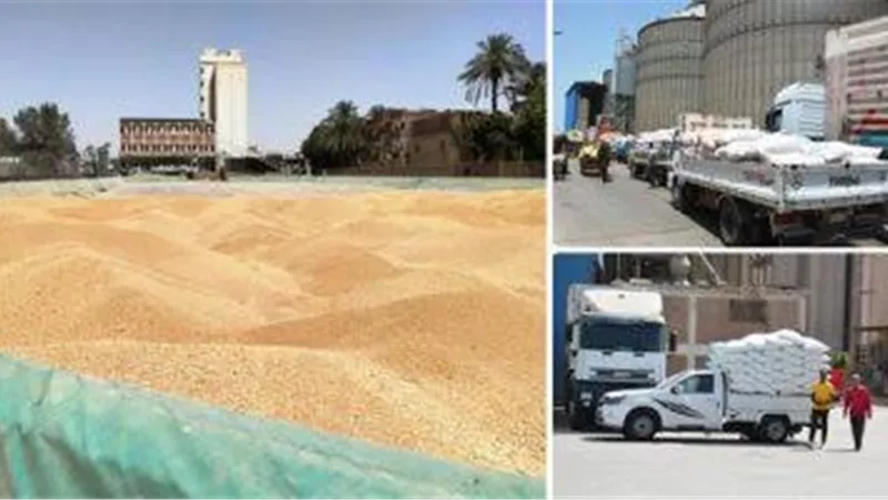 الغضبان استمرار حصاد الذهب الأصفر من ١٣١٦١ فدان وزيادة ٢٠ الف
