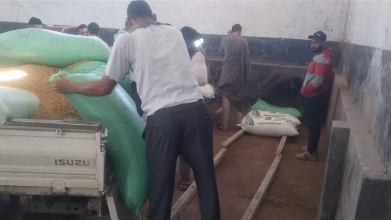بدء توريد القمح لصوامع كفر الشيخ