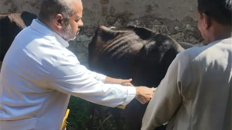 اللجان البيطرية تواصل انتشارها بالأقصر لتحصين المواشى ضد الأمراض