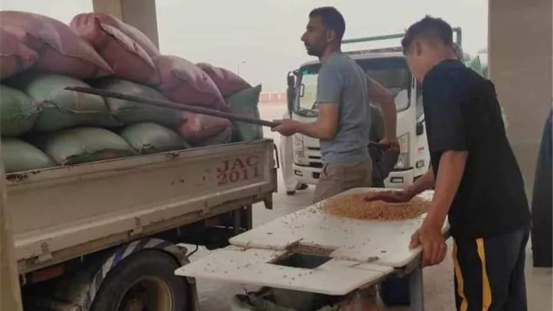 توريد ١٣٥٢ طناً من محصول القمح إلى صوامع المنيا