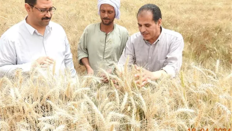 وكيل وزارة الزراعة بالمنيا يتفقد اماكن توريد القمح