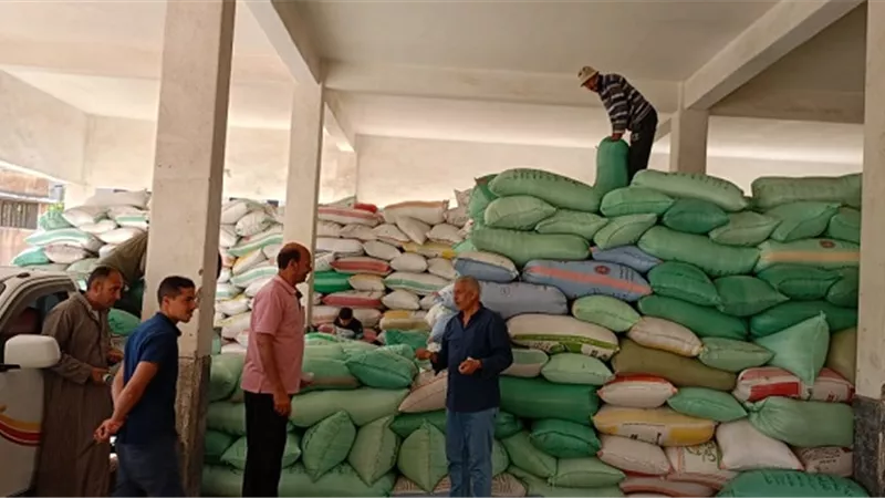 توريد ٩٠٩١طن من محصول القمح بكفرالشيخ حتي اليوم