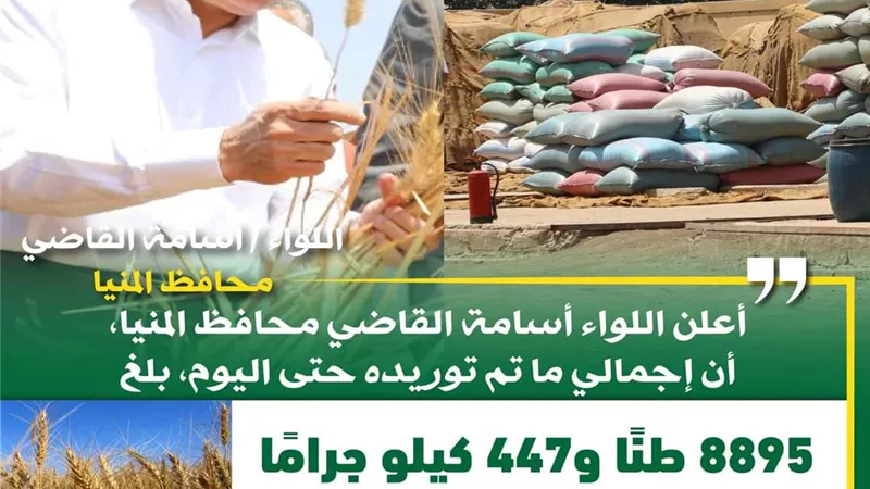 توريد 8895 طناً من محصول القمح بالشون والصوامع بالمنيا