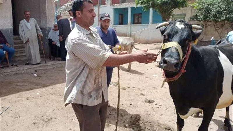 خلال أسبوع ذبح 1029 رأس ماشية فى البحيرة
