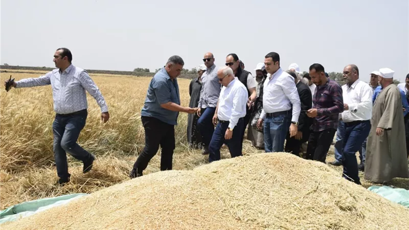 الذهب الأصفر يزين منطقة شمال سهل الحسينية وسط فرحة الأهالي