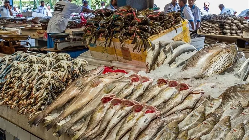 غرفة بورسعيد التجارية : أسعار الاسماك تراجعت بين 50 و70%
