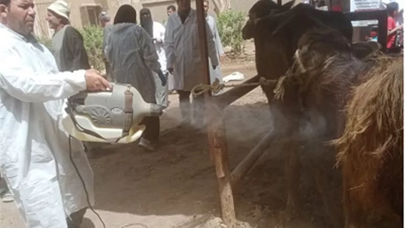 بيطري الجيزة ينظم قافلة علاج بناهيا لعلاج الاف الحيوانات والطيور