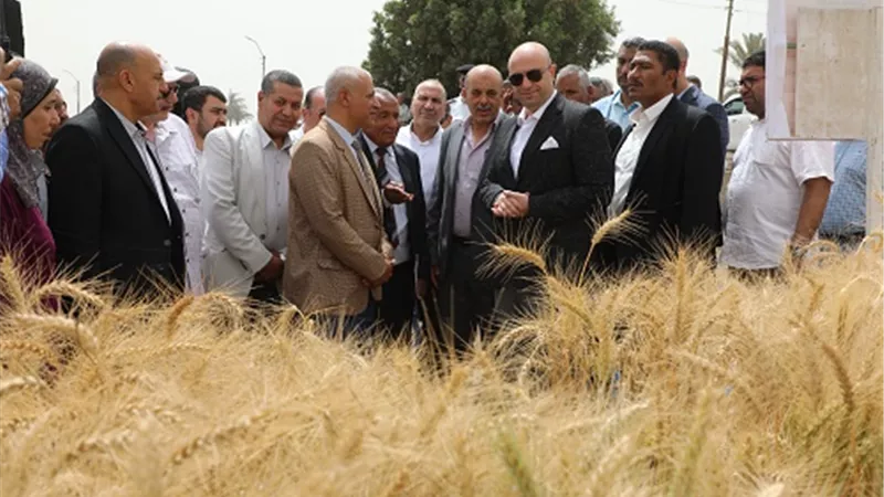 حصاد ألف طن من القمح ببنى سويف