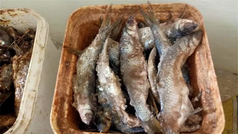 ضبط واعدام ربع طن أسماك مملحة فاسدة بسوهاج