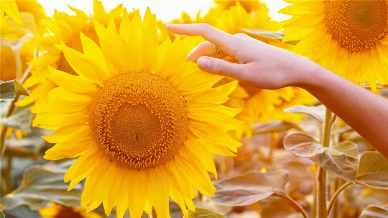 6 خطوات ادخلها لروتين حياتك تجنبك الاكتئاب
