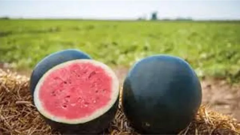 البحوث الزراعية تكشف حقيقة وجود بطيخ مسرطن بالأسواق.. وتحذر المزارعين من هذا الأمر..