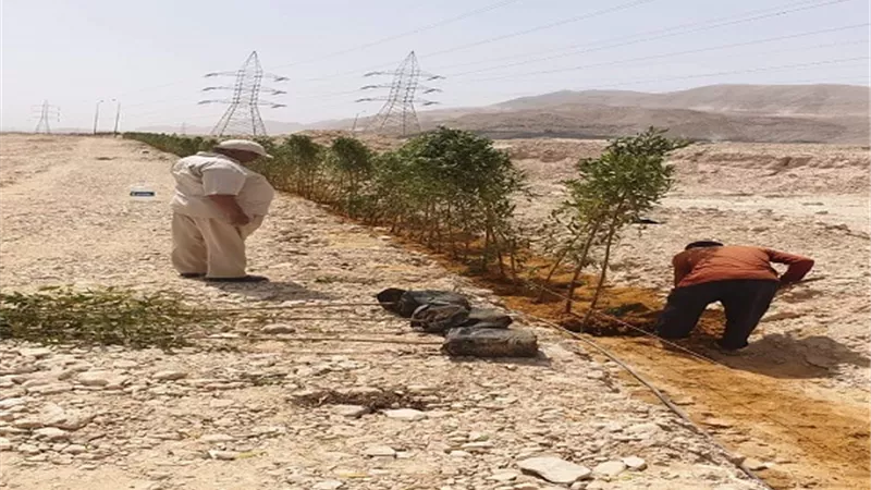 متابعة السياج الشجري حول منطقة عتاقة الصناعية بالسويس