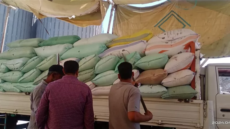 توريد أكثر من ٦٧ألف طن قمح بكفرالشبخ