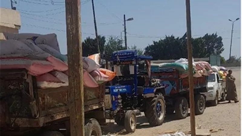 توريد 1500 طن و 344 كيلوا قمح اليوم لشون إيتاى البارود