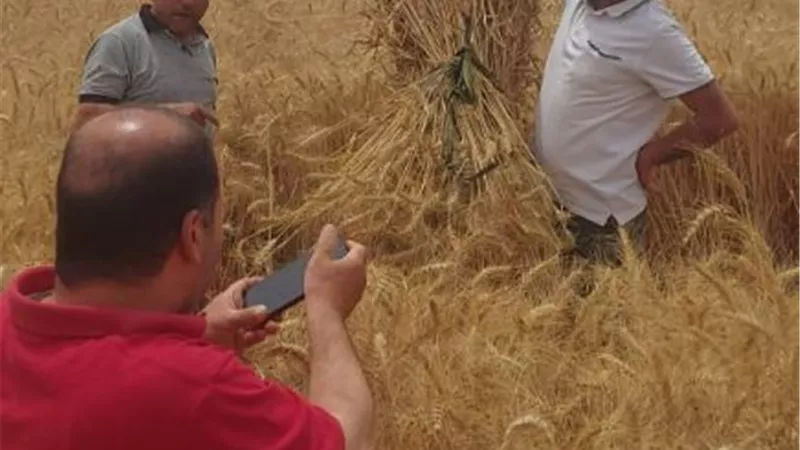 الزراعة تنظم يوم حصاد في الدقهلية لحقول القمح المنزرعة