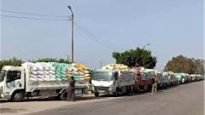 توريد محصول القمح بكفر الشيخ تعدي ٧٧ ألف طن