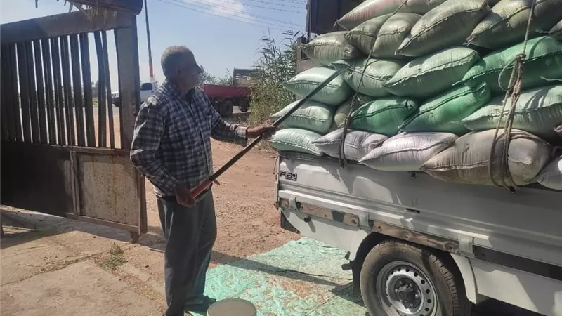 قمح كفرالشيخ تخطي الـ ٨٧ ألف طن