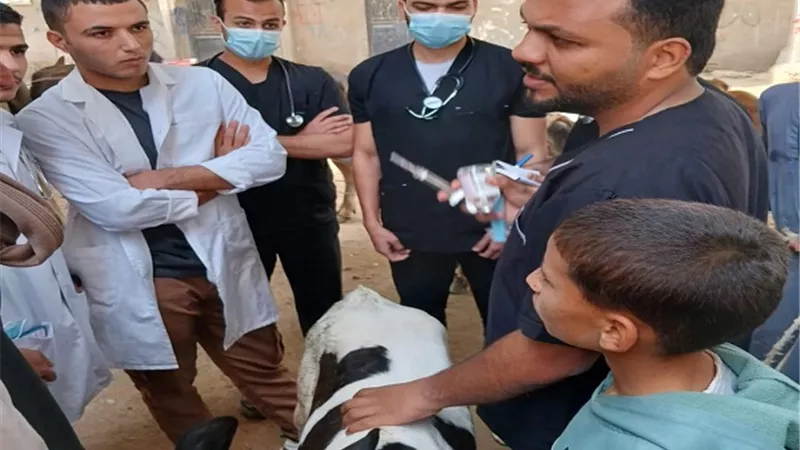 تقديم الخدمات البيطرية لـ 746 رأس ماشية بقرية سفاى بابوقرقاص