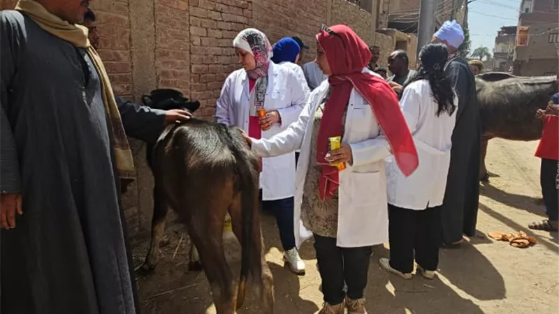 جامعة سوهاج تطلق قافلتها البيطرية المجانية لقرية المحامده القبلية