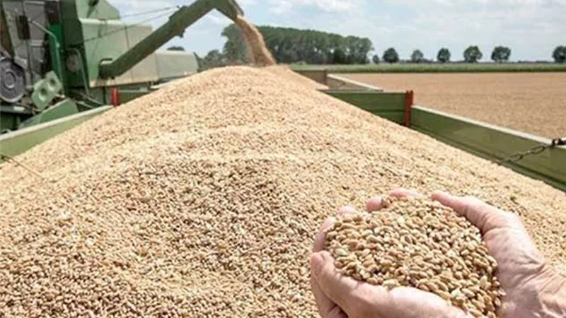 توريد 1368.83 طن قمح بشون وصوامع الأقصر