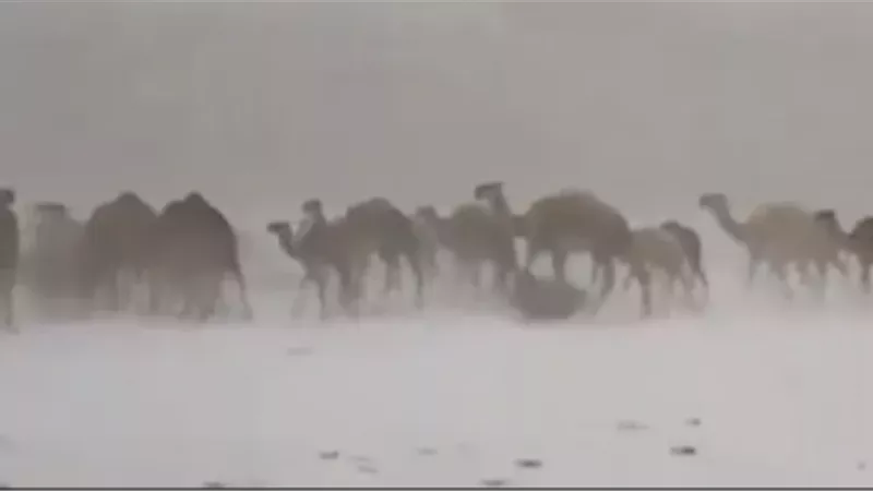 مشهد نادر لإبل تسير وسط الثلوج في السعودية