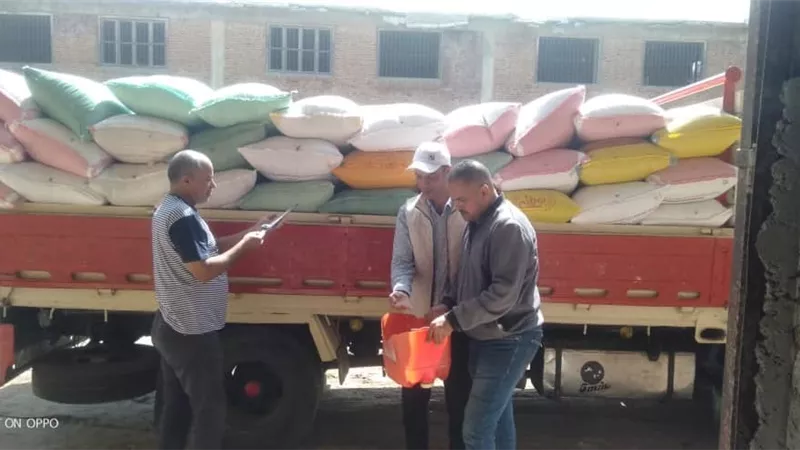 توريد 909 طن و98 كيلو قمح اليوم لشونة رشيد