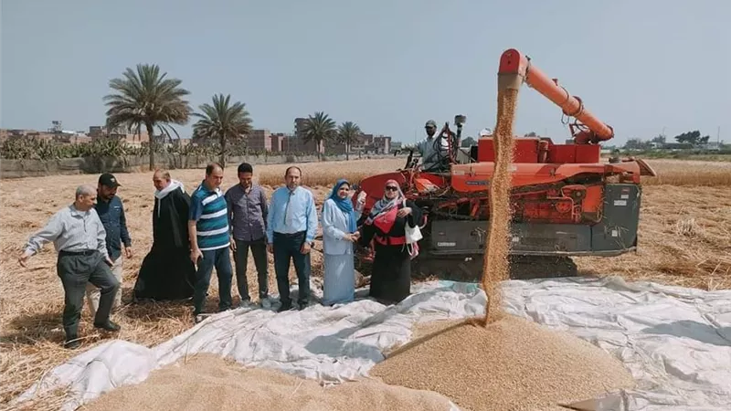حصاد الذهب الأصفر بمزرعة كلية التكنولوجيا بجامعة الزقازيق