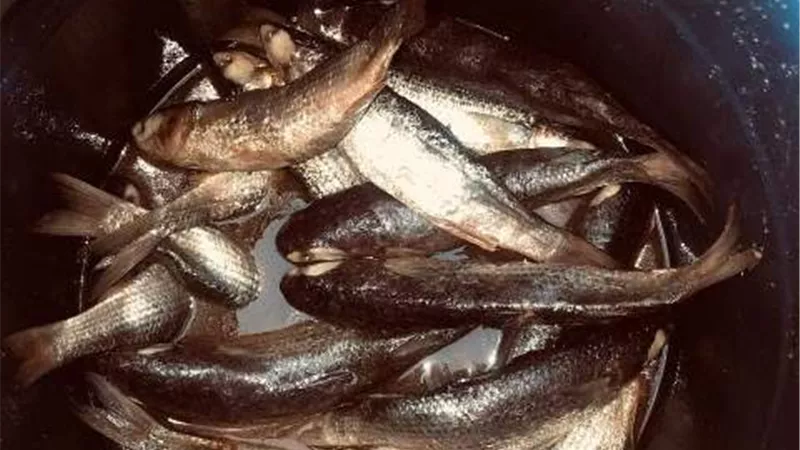 ٣ أطنان فسيخ وأغذية غير صالحة للإستهلاك الآدمي بأسواق دمياط