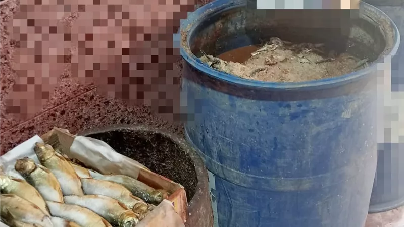 500 كيلو فسيخ ورنجة و سردين غير صالح بابو حمص