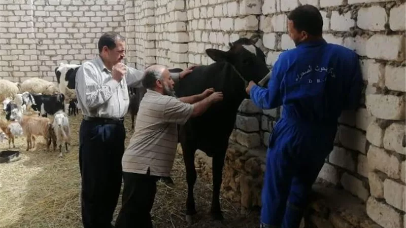 بحوث الصحراء ينظم قافلة بيطرية مجانية في واحة سيوة