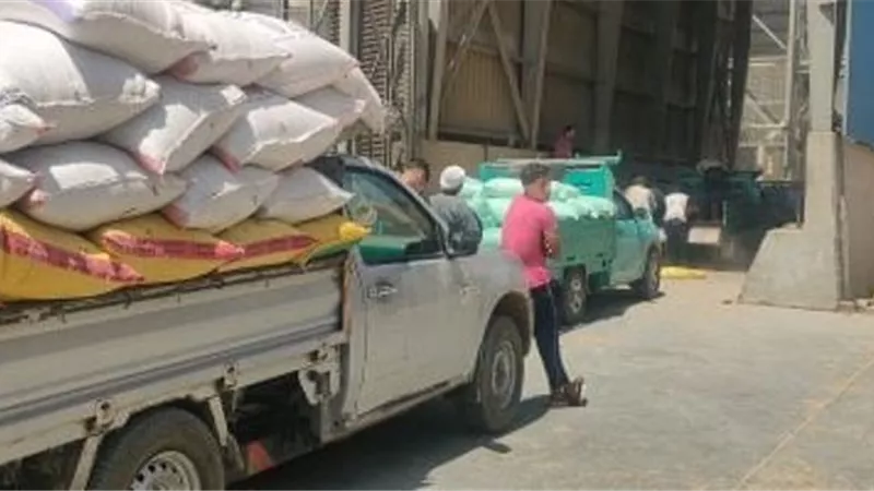 التموين تُعلن توريد 1.8 مليون طن قمح محلي حتي الآن