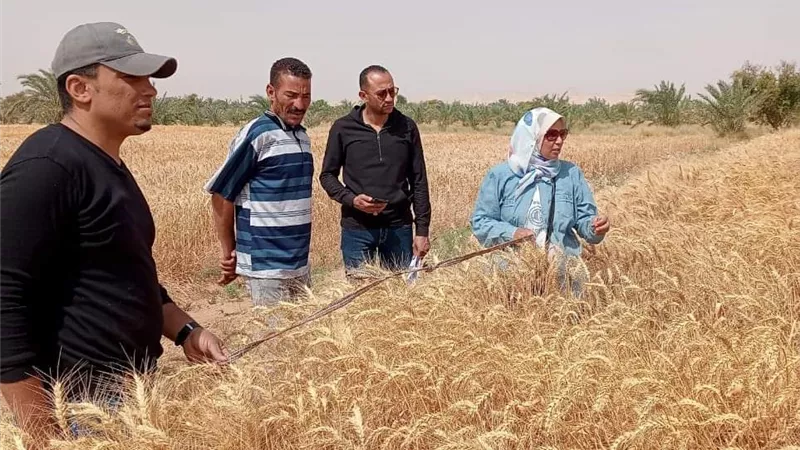 صوامع الوادى الوادي الجديد تواصل استقبال القمح من المزارعين