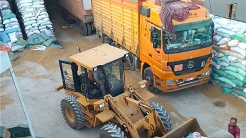 محصول قمح كفرالشيخ تعدي ١٣٣ألف طن