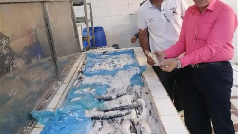 التموين تضبط 3500 كيلو أسماك ورنجة مجهولة المصدر فى مدينة بدر صور