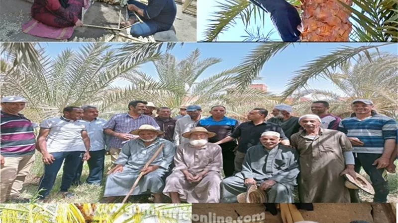 ام الدنيا الأولي في إنتاج التمور عالميا.. توفر الإحتياجات للأسواق