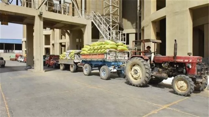 محافظ أسيوط: توريد 77946 طن للشون والصوامع من حصاد 127 ألف فدان قمح