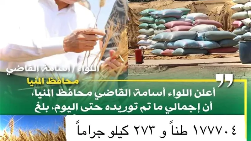 شون وصوامع المنيا تستقبل 178 ألف طن من محصول القمح