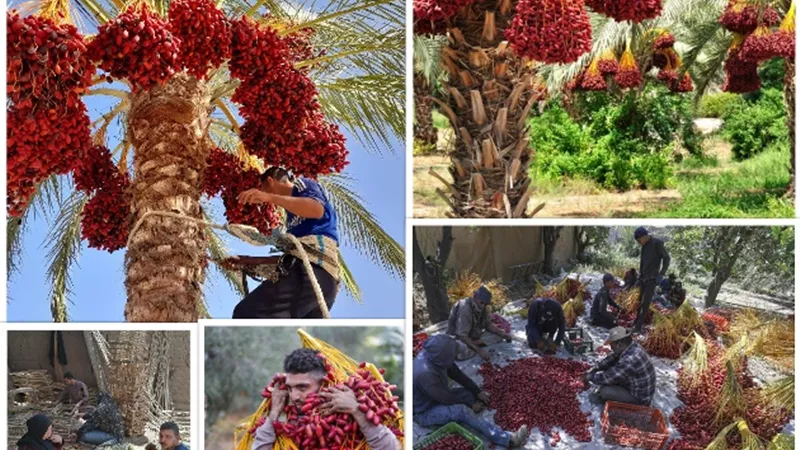 عبور جديد.. للتمور المصرية