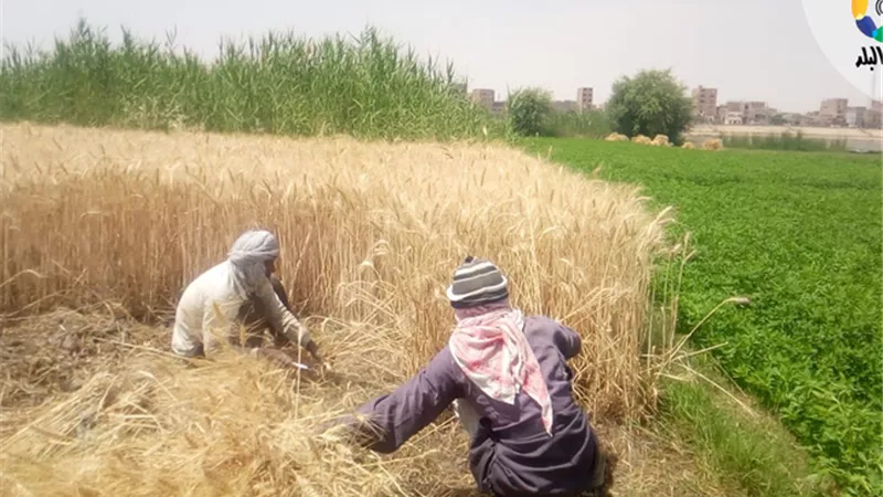 هل يجوز شراء الحبوب الزراعية قبل الحصاد؟