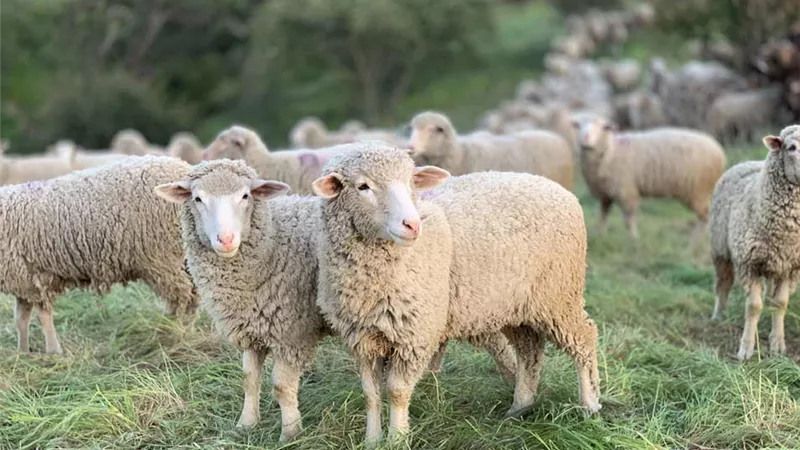 السن الشرعي للأضحية..يُبينه المفتي