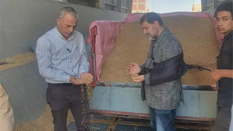 توريد 192 الف طن و 688 كيلو ا قمح لشون وصوامع البحيرة