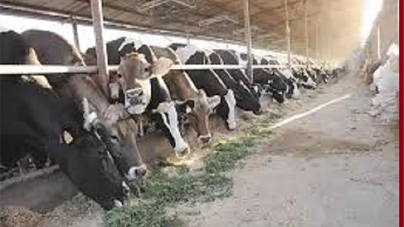 تعرف على الوزن المُجزئ فى اضحية البقر التى لم تبلغ السن