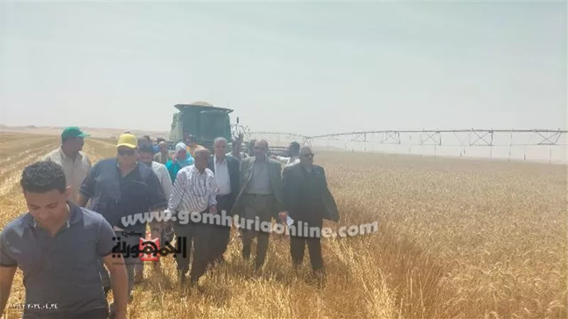 توريد ٧٤.٢٪ من المستهدف من القمح المحلي بالإسماعيلية