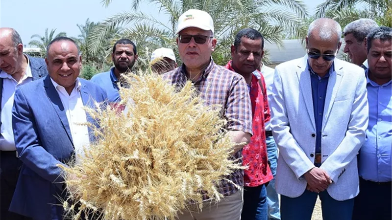 رئيس جامعة سوهاج يشهد موسم حصاد تقاوي القمح الأفضل جودة
